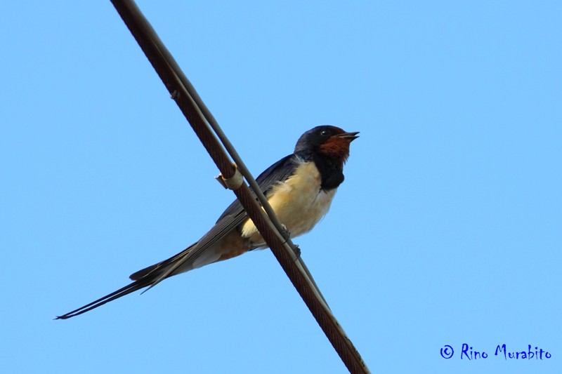 La mia prima Hirundo