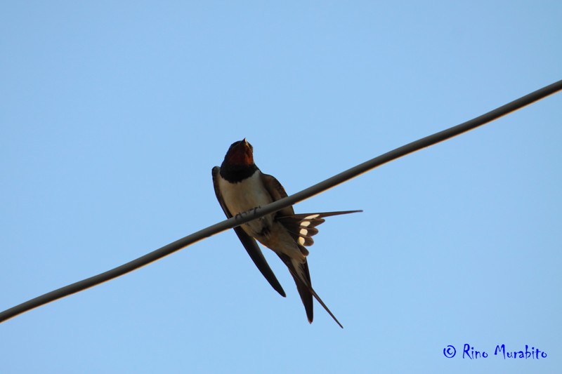 La mia prima Hirundo