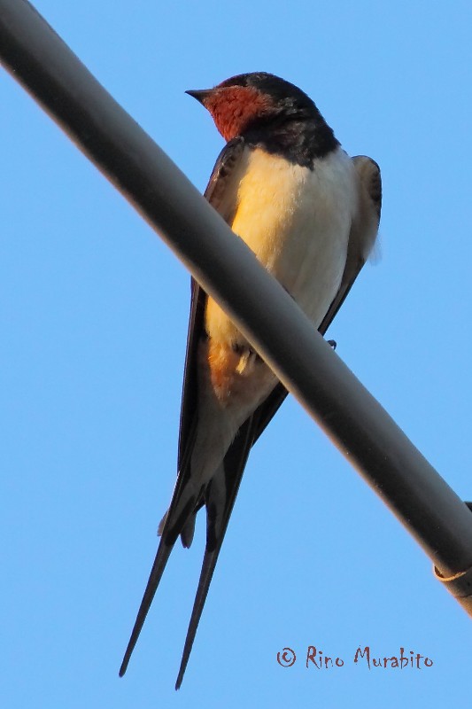La mia prima Hirundo