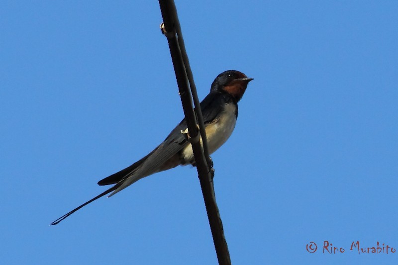 La mia prima Hirundo