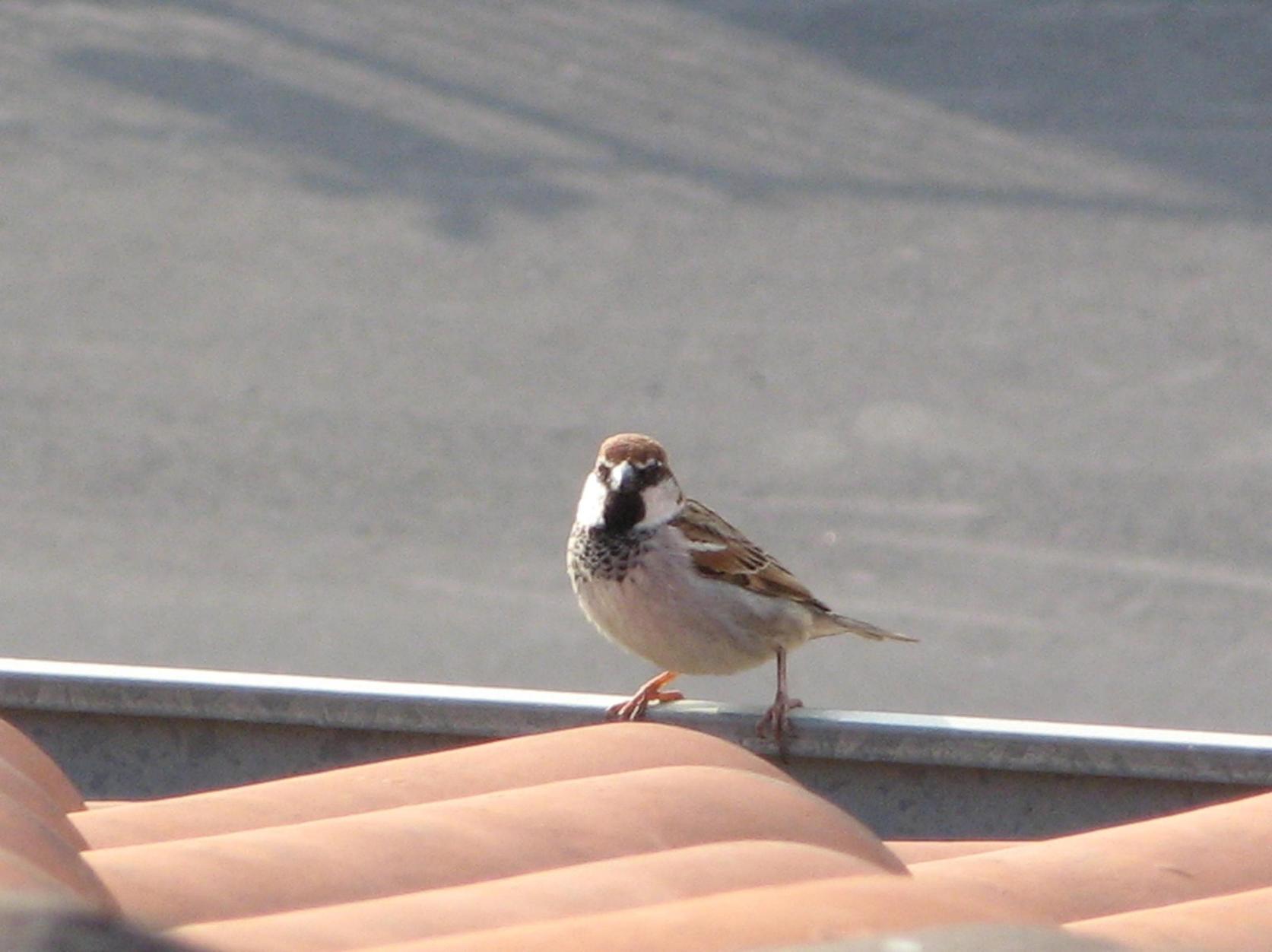 Passera d''Italia vs Sarda