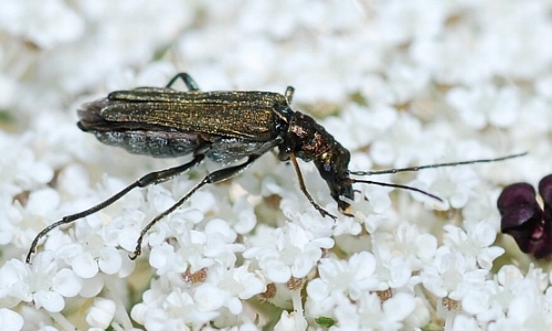 Riconoscimento delle Oedemera e Anogcodes  italiane (Oedemeridae)