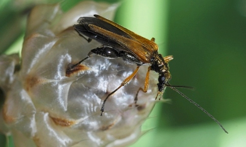 Riconoscimento delle Oedemera e Anogcodes  italiane (Oedemeridae)