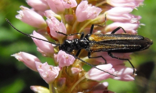 Riconoscimento delle Oedemera e Anogcodes  italiane (Oedemeridae)