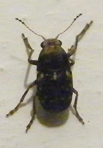 Dermestidae? Araecerus fasciculatus