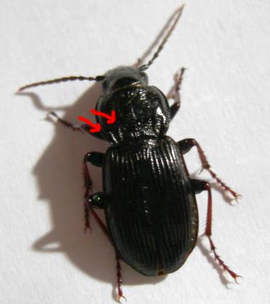 Pterostichus del Veneto