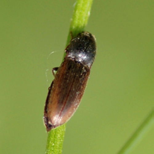 Melandryidae - Abdera affinis. No, elateride