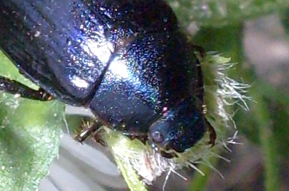 Geotrupidae ? No,  Rutelidae: Anomala dubia