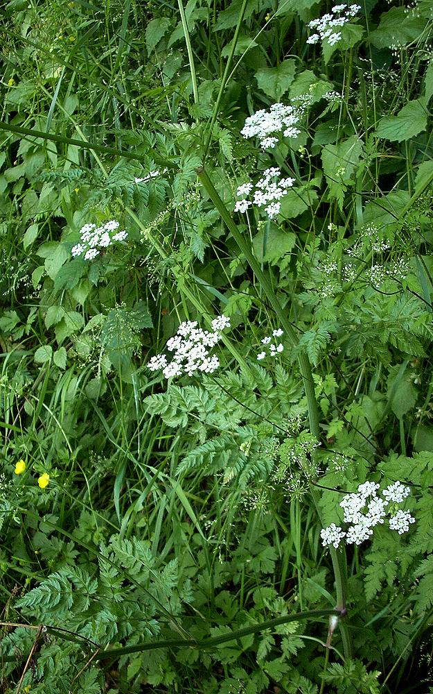 Ombrellifere del Lussemburgo 1