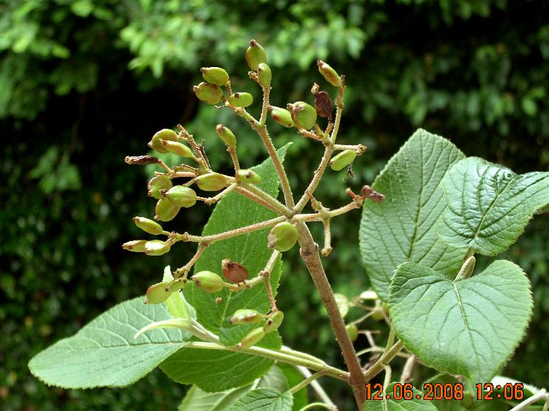 Pianta del Lussemburgo: Viburnum lantana