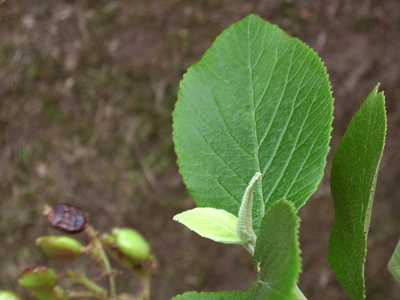 Pianta del Lussemburgo: Viburnum lantana