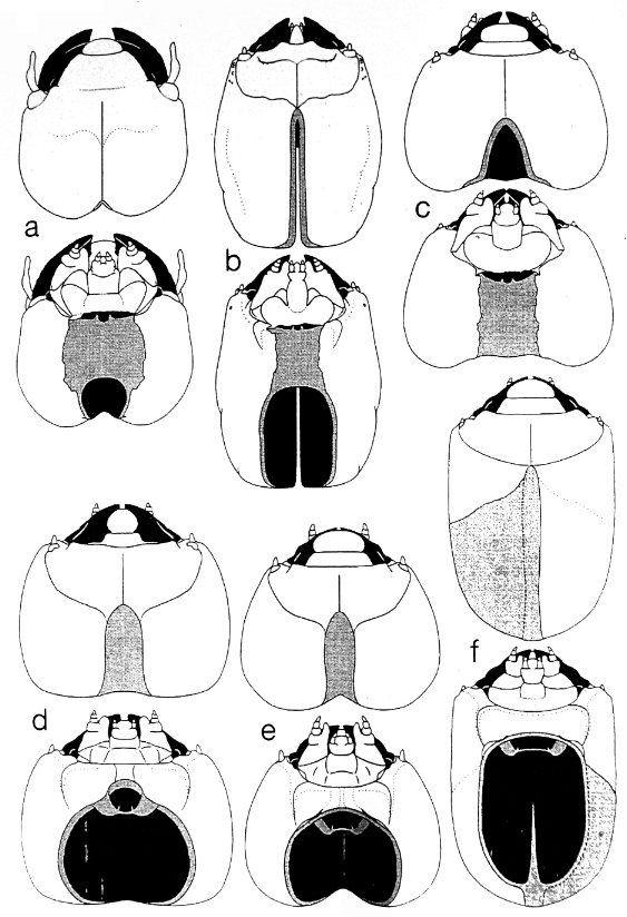 Coleottero brachittero felsineo e sistematica Cerambycoidea