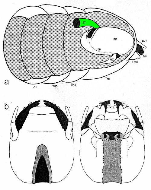 Coleottero brachittero felsineo e sistematica Cerambycoidea