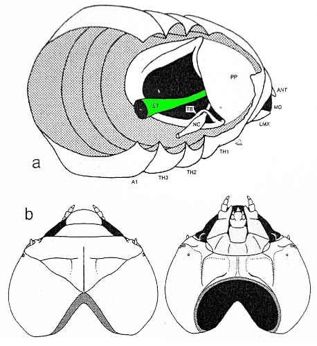 Coleottero brachittero felsineo e sistematica Cerambycoidea