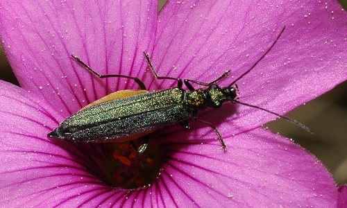 Riconoscimento delle Oedemera e Anogcodes  italiane (Oedemeridae)