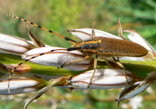 Guida al riconoscimento delle Agapanthia italiane