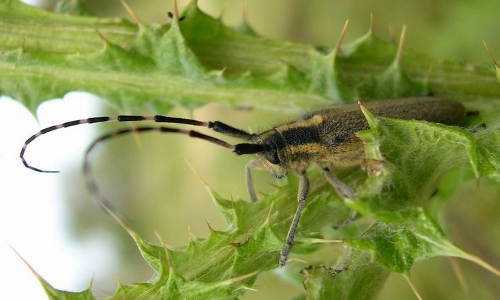 Guida al riconoscimento delle Agapanthia italiane