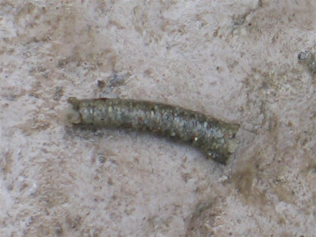 astucci di tricotteri del Neolitico