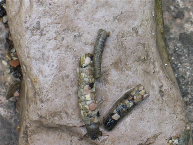 astucci di tricotteri del Neolitico