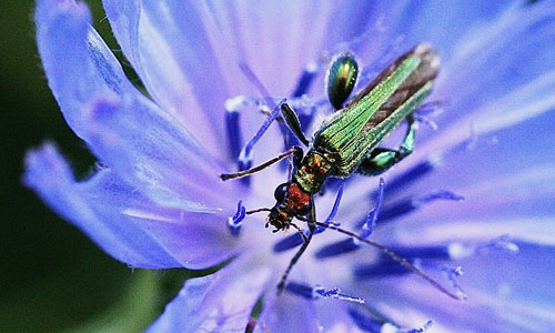 Riconoscimento delle Oedemera e Anogcodes  italiane (Oedemeridae)