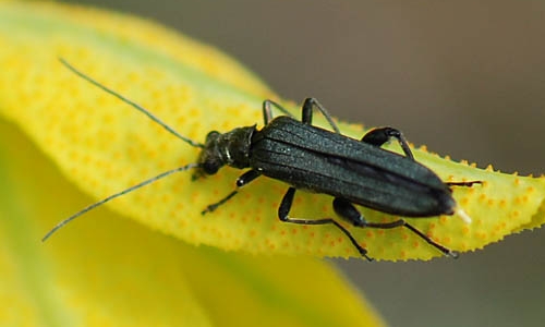 Riconoscimento delle Oedemera e Anogcodes  italiane (Oedemeridae)