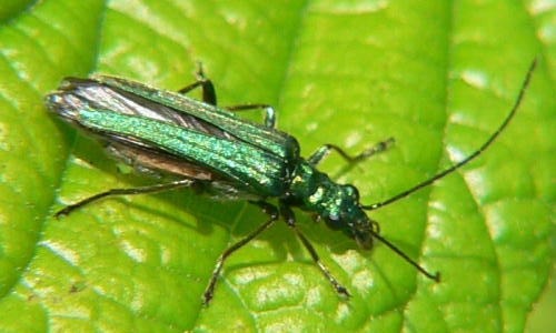 Riconoscimento delle Oedemera e Anogcodes  italiane (Oedemeridae)