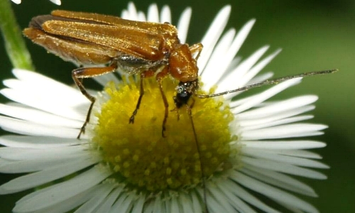 Riconoscimento delle Oedemera e Anogcodes  italiane (Oedemeridae)