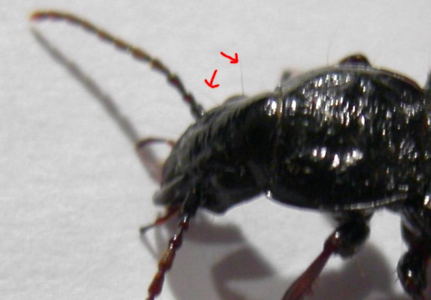 Pterostichus del Veneto
