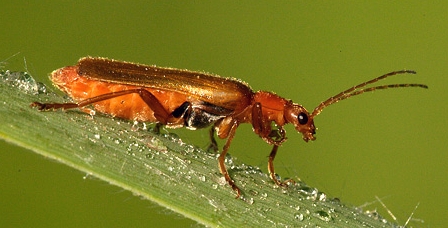 Identificazione