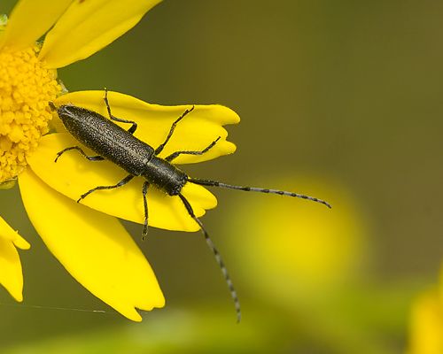 Guida al riconoscimento delle Agapanthia italiane