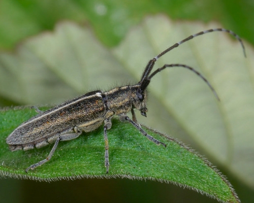 Guida al riconoscimento delle Agapanthia italiane