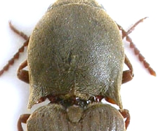 Elateridae (Agriotes litigiosus) e Meloidae (Stenoria analis)