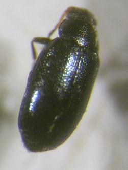 richiedo conferma: Phyllotreta