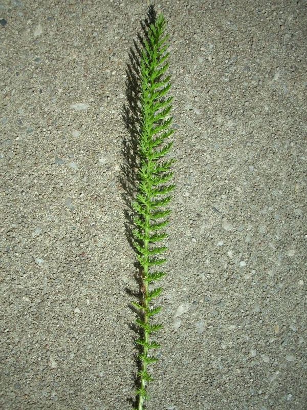 Lussemburgo - Achillea millefolium s.l.
