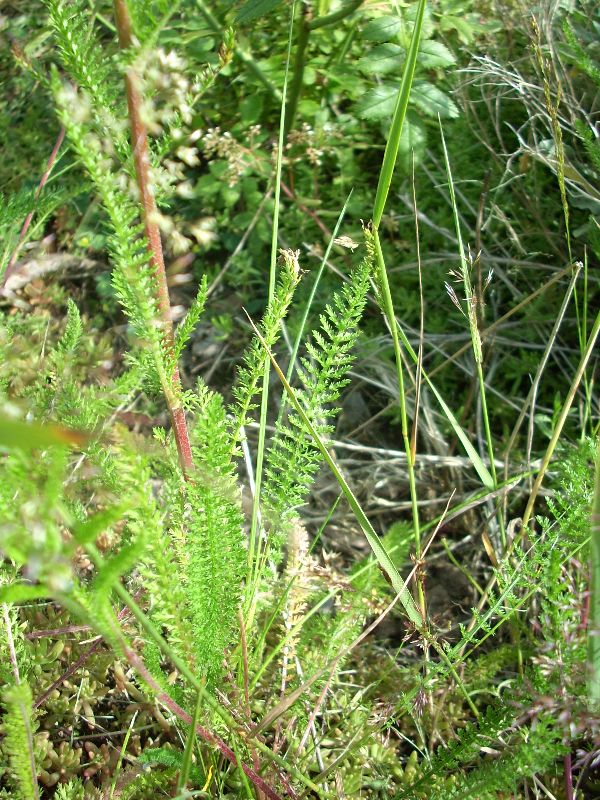 Lussemburgo - Achillea millefolium s.l.