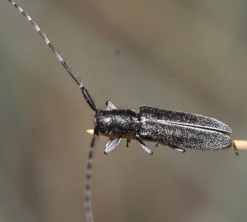 Guida al riconoscimento delle Agapanthia italiane