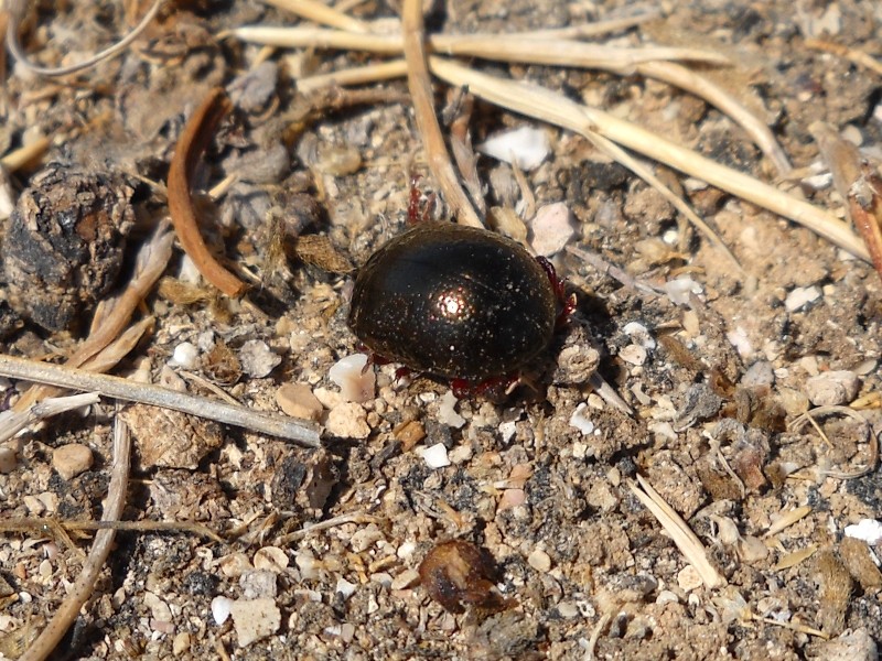 Coleotteri di Maiorca (Baleari, Spagna) 2