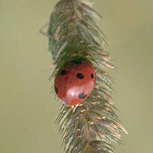 coccinella
