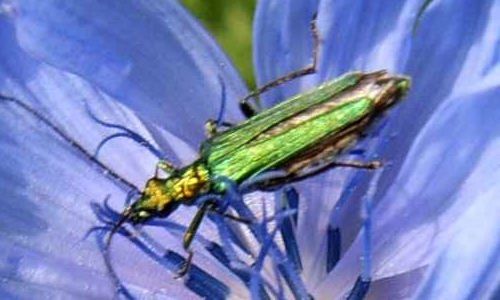 Riconoscimento delle Oedemera e Anogcodes  italiane (Oedemeridae)