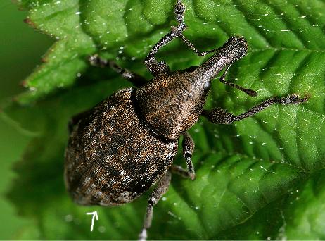 Curculionidae 2: Lepyrus capucinus