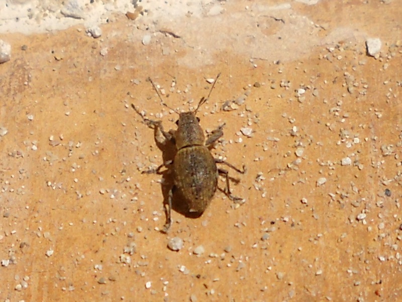 Coleotteri di Maiorca (Baleari, Spagna) 1