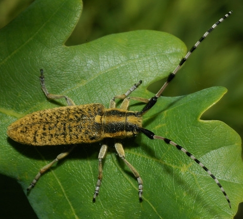 Guida al riconoscimento delle Agapanthia italiane