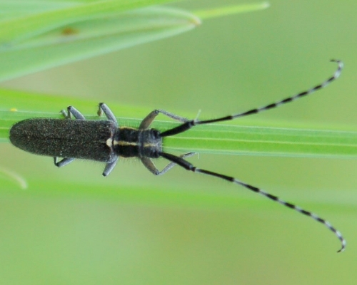 Guida al riconoscimento delle Agapanthia italiane