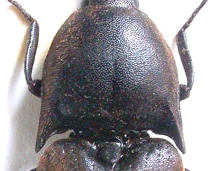 Elateridae (Agriotes litigiosus) e Meloidae (Stenoria analis)