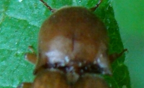 Elateridae (Agriotes litigiosus) e Meloidae (Stenoria analis)