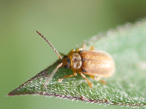 Chrysomelidae - Galerucella lineola