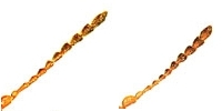 Coleottero Crisomelide Gonioctena cf. quinquepunctata