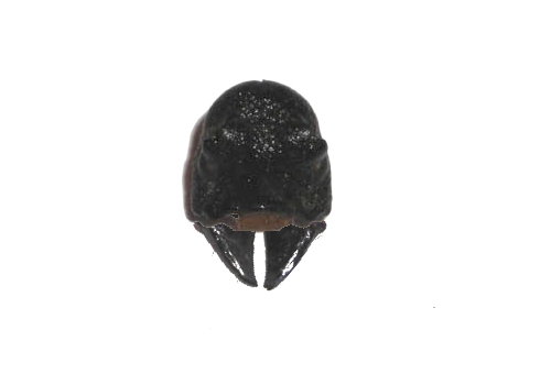 Resti da identificare: Morimus asper