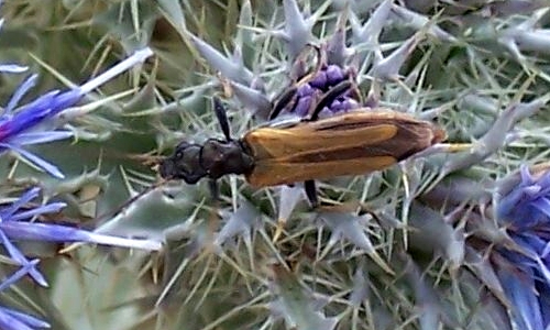 Riconoscimento delle Oedemera e Anogcodes  italiane (Oedemeridae)