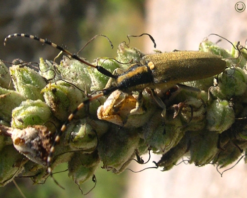 Guida al riconoscimento delle Agapanthia italiane